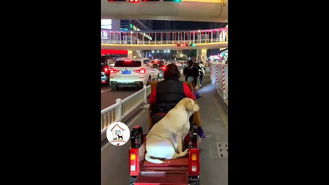#funny  #dog