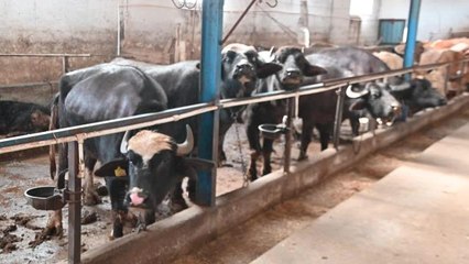 Yozgat'ta Manda Sayısını Artırmak İçin Proje Yürütülüyor