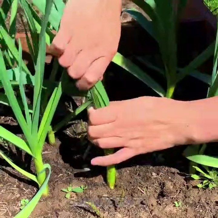 the amazing new video