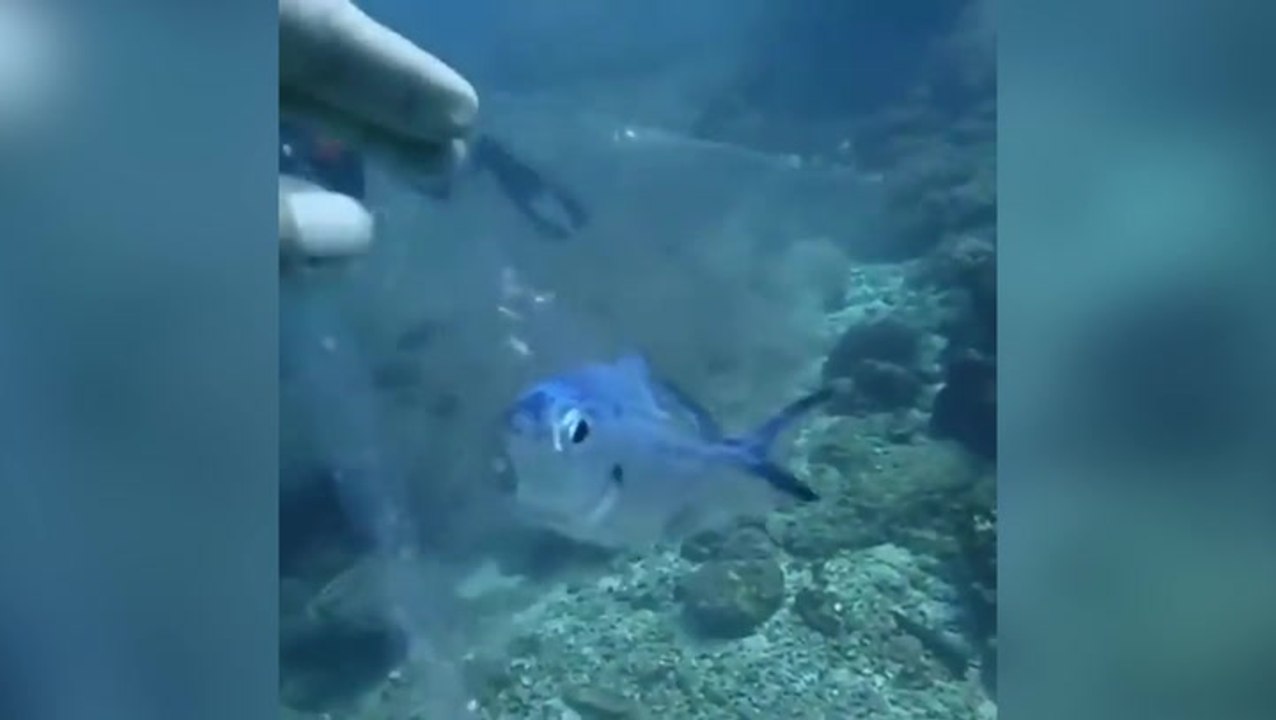 Humanitarian diver rescues a fish trapped inside plastic in the ocean