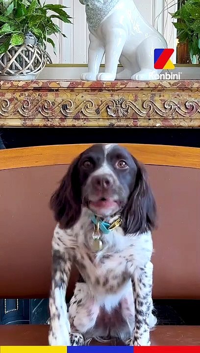 Fast & Curious avec les chiens les plus cool du monde