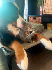 Hidden Surprise: Meet the Cat Secretly Sheltered by a Bernese Mountain Dog 🐱