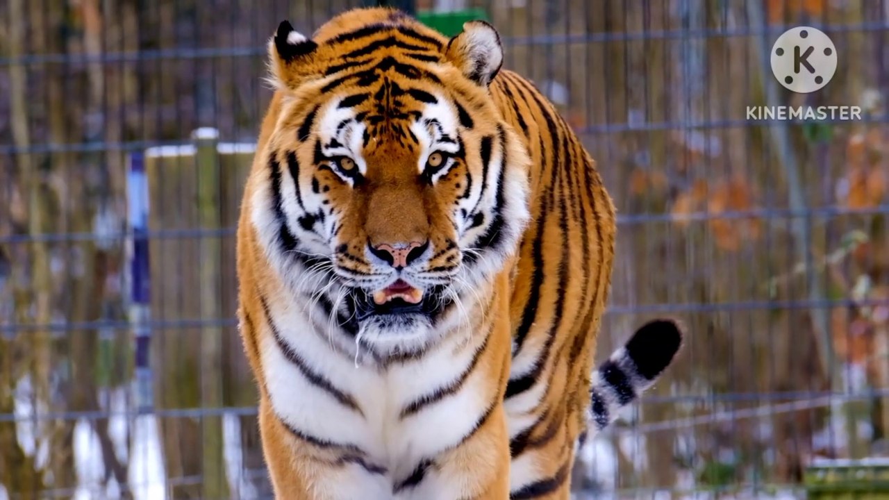Tiger roaring