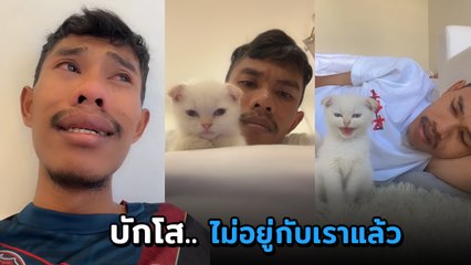 เจ้าของแจงทั้งน้ำตา บักโส แมวเซเลบดาว TikTok กลับดาวแมวแล้ว