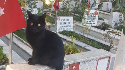 Kahramanmaraş'ta fenomen oldu! Türk bayrağını öpen kediye beğeni yağdı