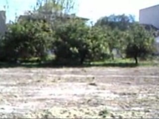 cada vez nos quedan menos arboles