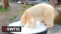 Adorable video shows young polar bear half-sisters playing in a large tub full of ice