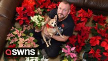 Meet the man who has covered his home in poinsettias every Christmas for the last decade