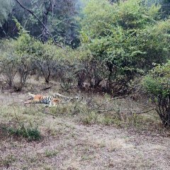 वन विभाग रहता सजग तो नहीं आती ऐसी नौबत