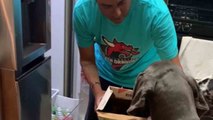 Pampered Great Dane knows how to take what he wants