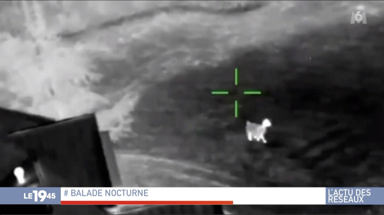 Zapping du 30/01 : Des policiers américains font une course poursuite avec … un lama