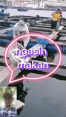 Ngasih umpan ikan