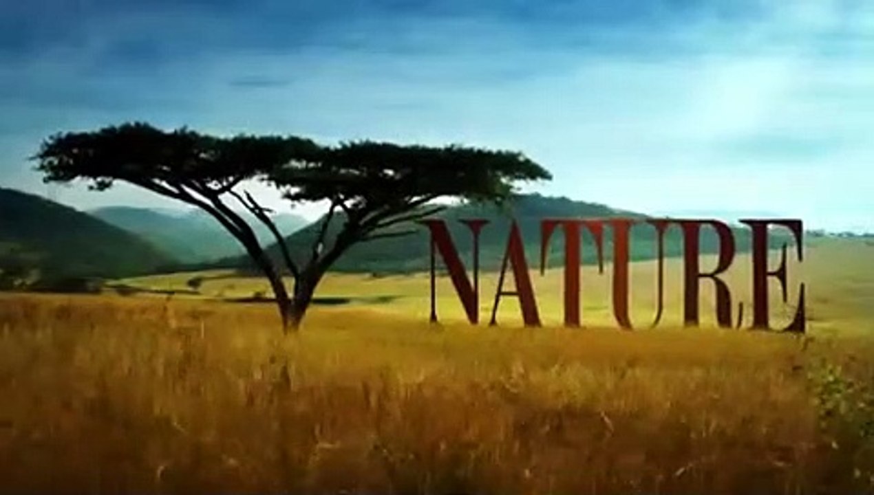 Nature - Se36 - Ep01 - Naledi - One Little Elephant HD Watch HD Deutsch