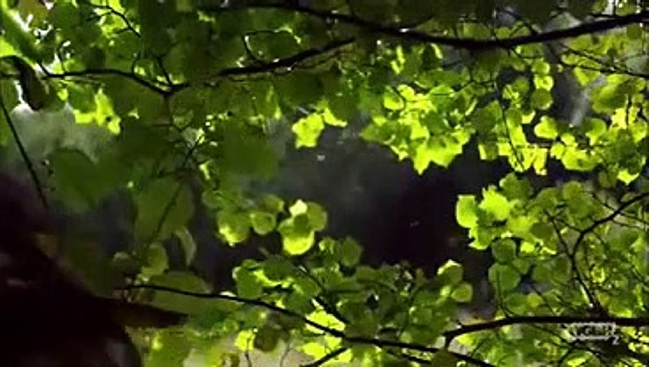 Nature - Se36 - Ep04 HD Watch HD Deutsch