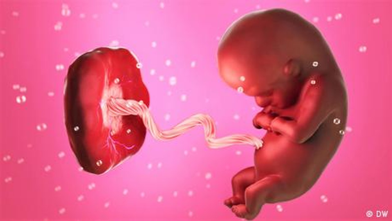 Die Plazenta - wie ein neues Organ entsteht