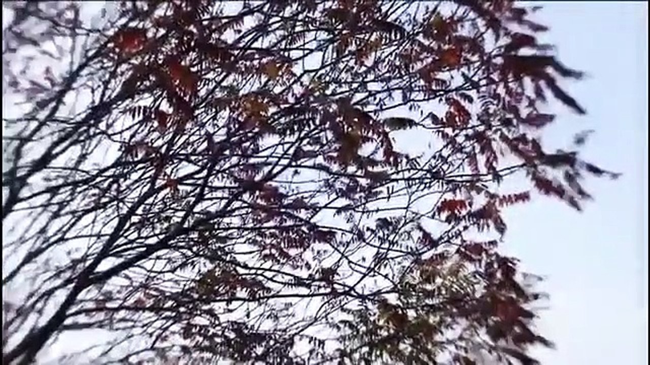 Paranormal Survivor - Se4 - Ep06 - Horrifying History HD Watch HD Deutsch