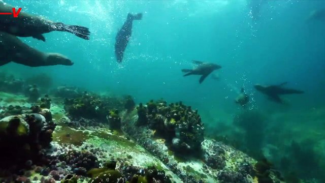 The U.S. Navy Has Been Employing Dozens of Dolphins and Sea Lions for More Than 60 Years