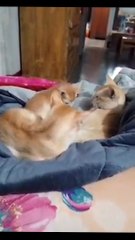 Baby cutest kitten videos ! Meowing