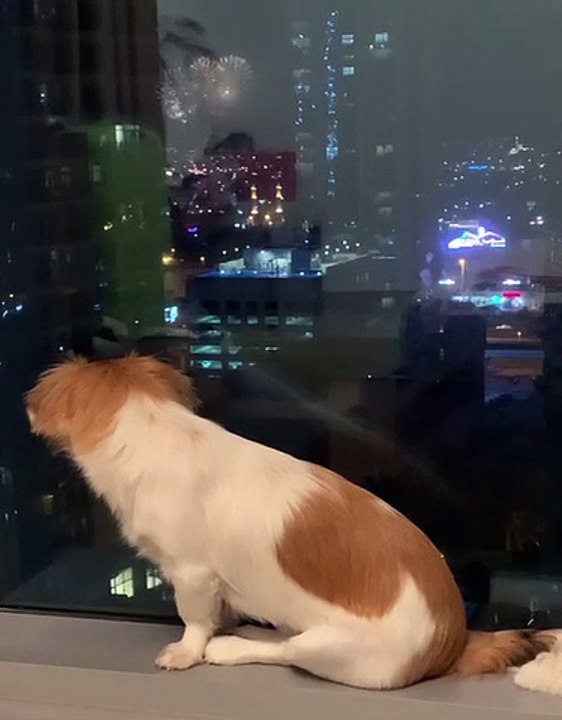 Keeping pets calm