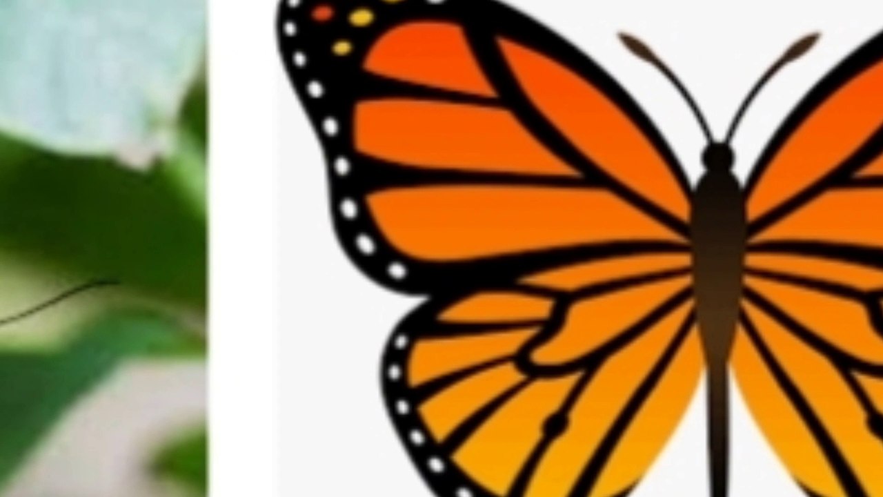 অবাক তথ্য ১_about butterfly