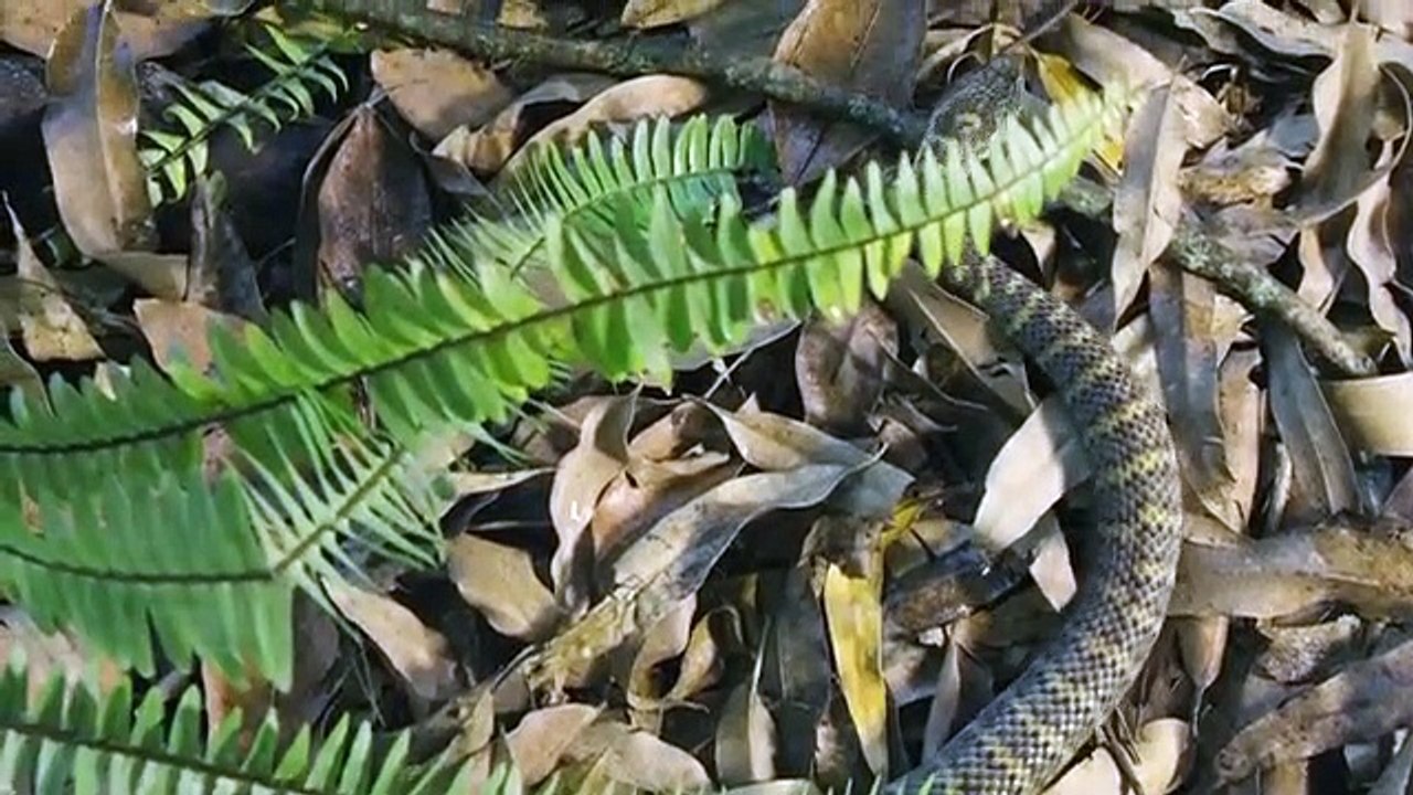 World's Deadliest Snakes - Se1 - Ep01 - Snakes of the Pacific HD Watch HD Deutsch