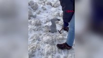 Kar fırtınası sonrasında buzda sıkışan martıları böyle kurtardılar