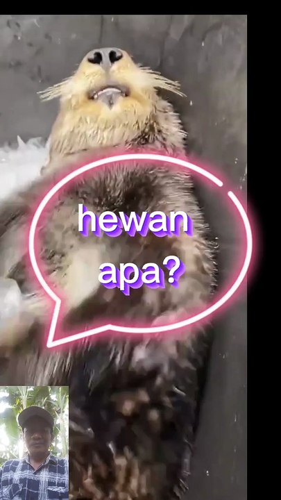 Hewan suka es