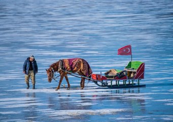 Çıldır Gölü'ndeki kızakçı atları soğuklara karşı üzerlerine örtülen halıyla korunuyor