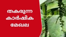 വിളവില്ല, വിലയില്ല; ഇടുക്കിയിലെ കാർഷിക മേഖല തകർച്ചയിലേക്ക്