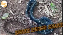 It's A Snake Eating Snake World Out There