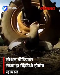 …तरी तो वाचला! हृदयाचा ठोका चुकवणारा  पक्ष्याचा व्हिडिओ