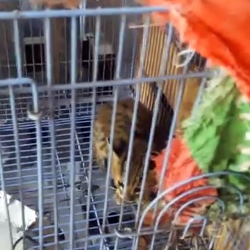 naughty felis bengalensis cat