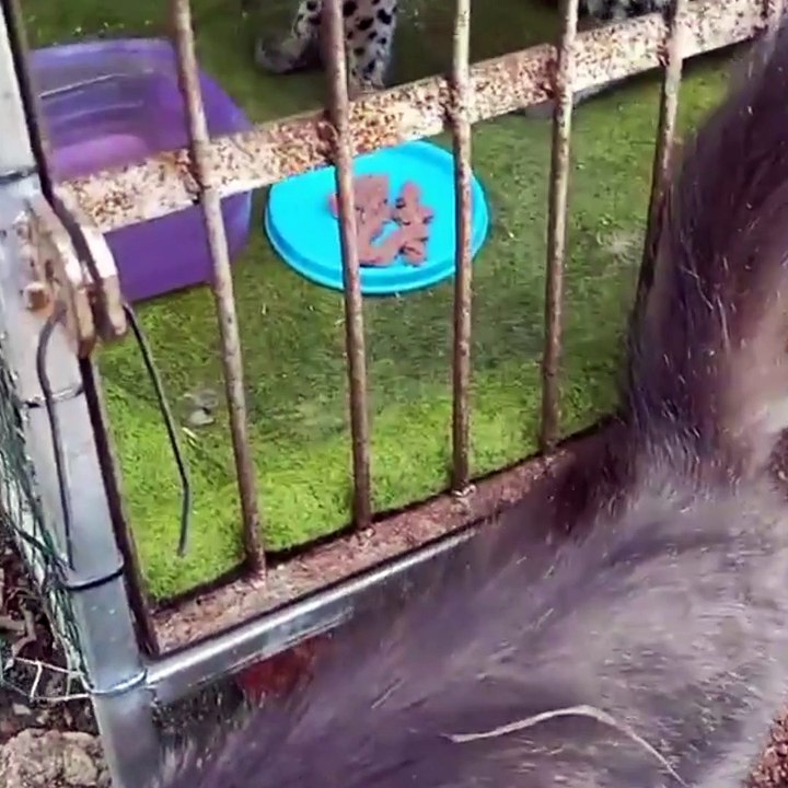 Felis Bengalensis Playing With White Cat