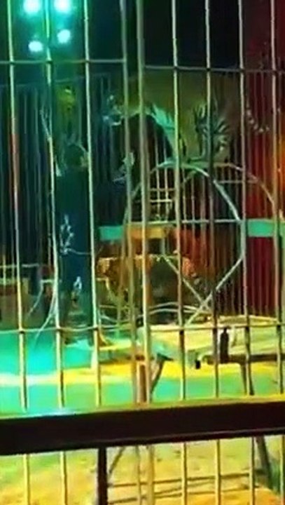 La tigre ferisce il suo domatore: il momento dell'aggressione filmato da uno spettatore del circo