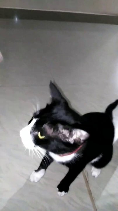 Cute Baby Cat Funny video