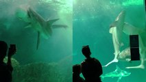 'MONSTER MASH! Sharks Get Into a Fight in Aquarium '
