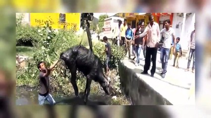 People Saving Animals Lives