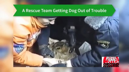 Another Video of People Saving Animals Lives #3