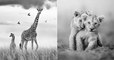 Kenya : les clichés de ce concours photo dédié aux animaux du Maasai Mara sont à couper le souffle