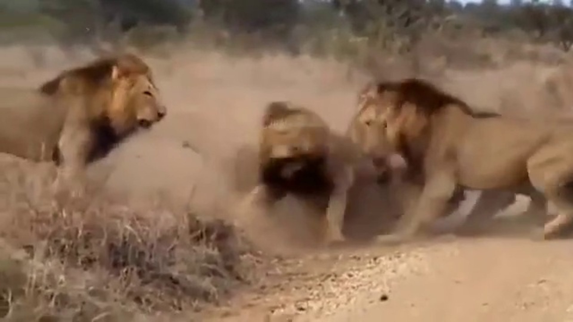Los leones del mapogo: la leyenda de un imperio - Vídeo Dailymotion