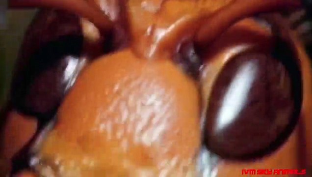 Honey Buzzards vs Hornets _ Honey Buzzards hunting Hornets nest Hunting tricks of Honey Buzzards