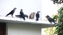 Owl and Crows fighting on the roof