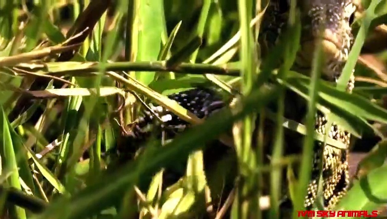Eagle vs Monitor Lizard   Amazing mother eagle protect her eggs from monitor lizard hunting