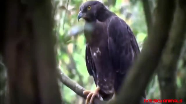 Honey Buzzards vs Hornets _ Honey Buzzards hunting Hornets nest Hunting tricks of Honey Buzzards