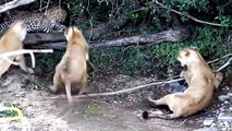Wild Dogs & Hyenas Make Friends After Fighting