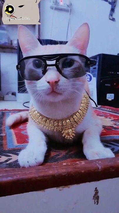 Kittu in style