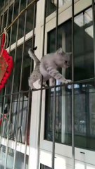 Cat   patali kamariya