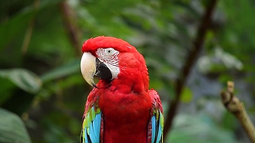Beautiful red parrot
