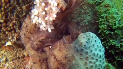 Can Octopus Kill A Moray Eel Under Water (2)