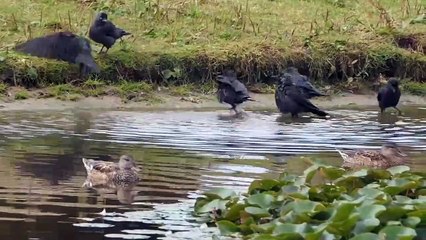 Sparrow hawk Vs Three Jackdaws In A Big Battle (2)